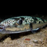 pește-iepure, Lagocephalus sceleratus, mușcătură pește-iepure, rană pește-iepure