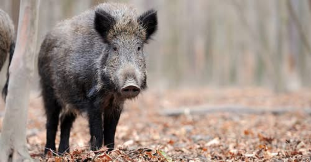 Mesaj RO-Alert, după ce un porc mistreț a fost văzut pe o stradă din Pipera