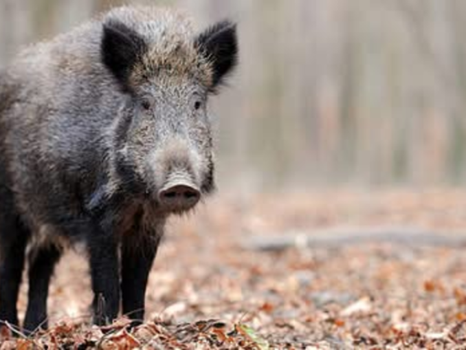 Mesaj RO-Alert, după ce un porc mistreț a fost văzut pe o stradă din Pipera
