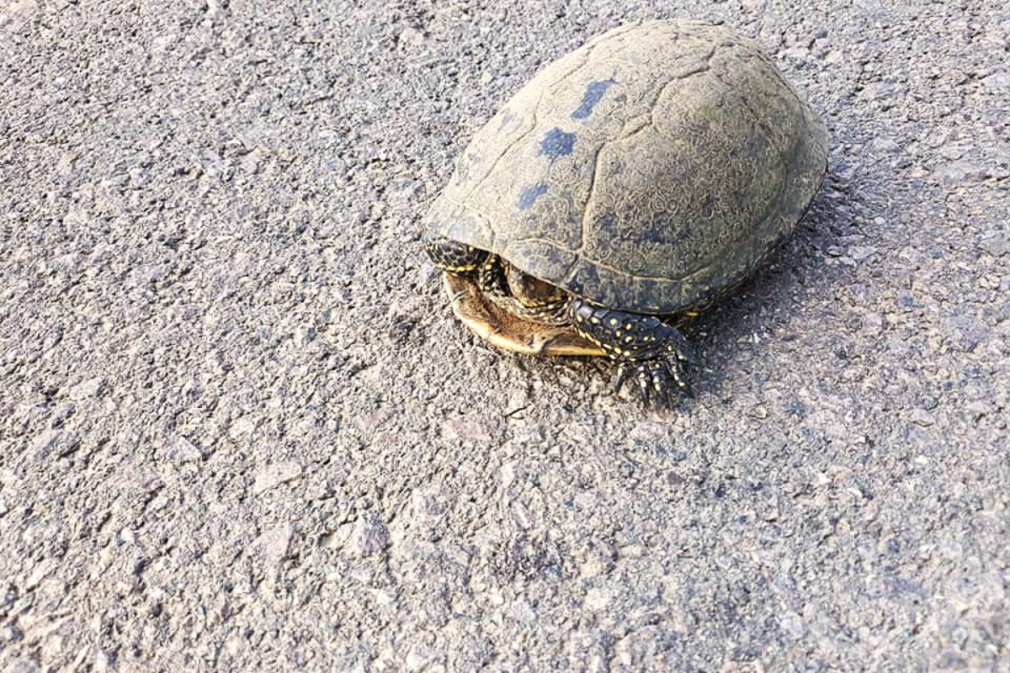Atenție pe șoselele din Deltă. Țestoasele au început migrația FOTO