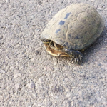 testoase Delta Dunarii, ARBDD, Delta Dunarii, reptile protejate, Dobrogea
