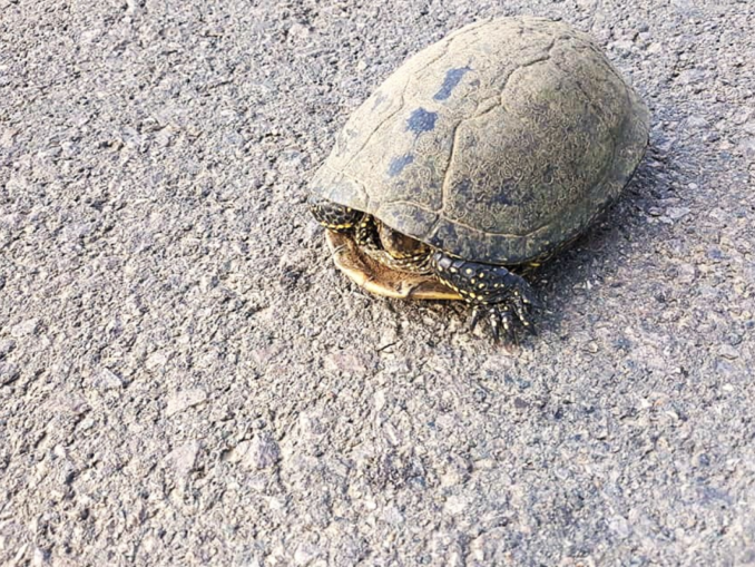 Atenție pe șoselele din Deltă. Țestoasele au început migrația FOTO