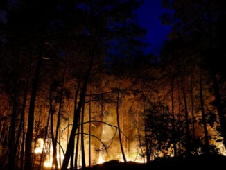 VIDEO Incendiu forestier de amploare în pădurea Fontainebleau din apropierea Parisului