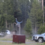 atac bizon, bunicuț, Parcul Național Yellowstone