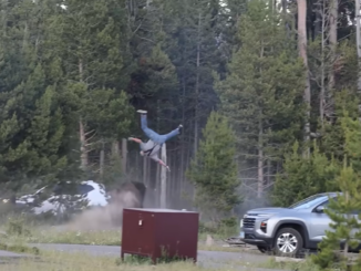 VIDEO Un bizon furios din Parcul Național Yellowstone a atacat un bunicuț de 65 de ani și l-a aruncat la peste doi metri înălțime
