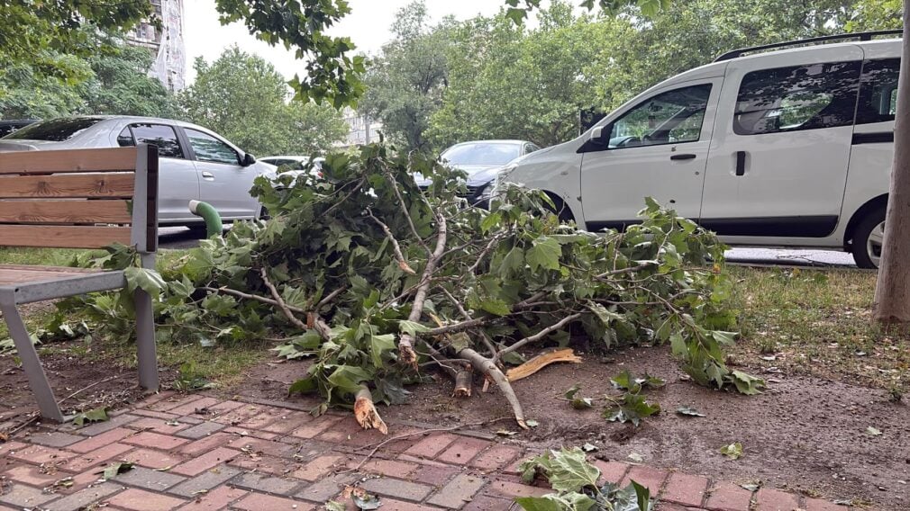 Spații verzi: Managementul defectuos ucide arborii și periclitează sănătatea publică