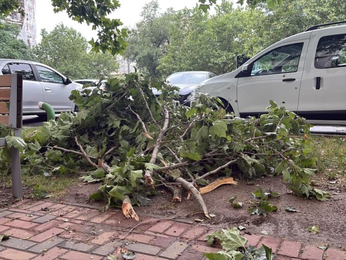 Spații verzi: Managementul defectuos ucide arborii și periclitează sănătatea publică