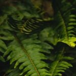 plante de interior