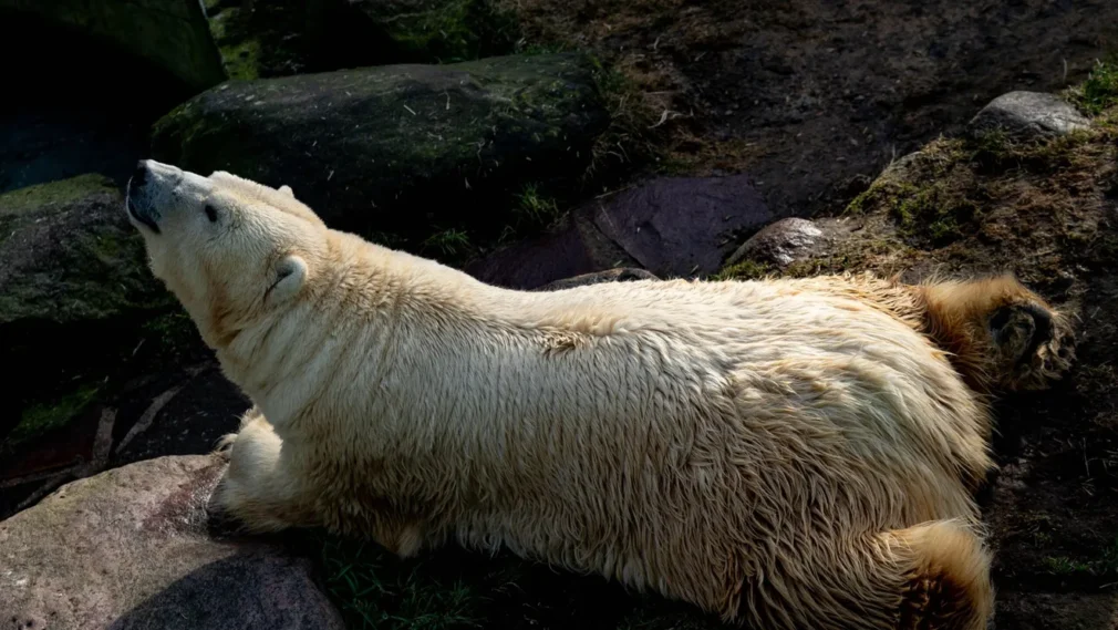 A murit Larissa, cea mai vârstnică femelă de urs polar aflată în captivitate