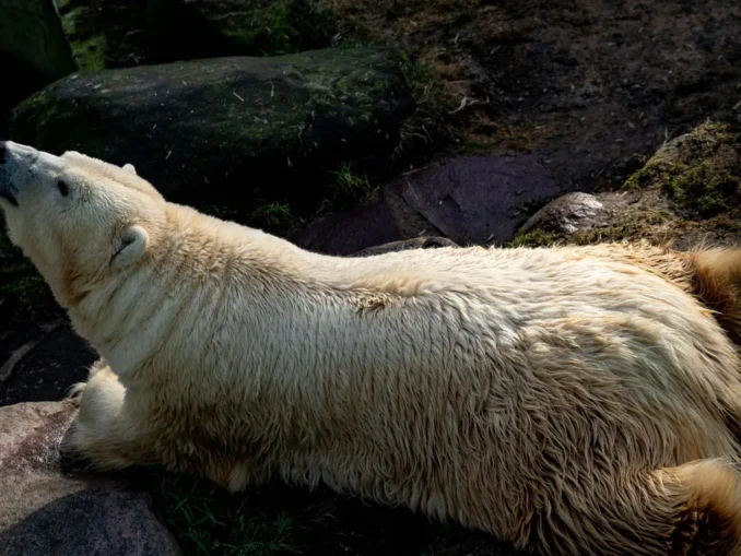 A murit Larissa, cea mai vârstnică femelă de urs polar aflată în captivitate