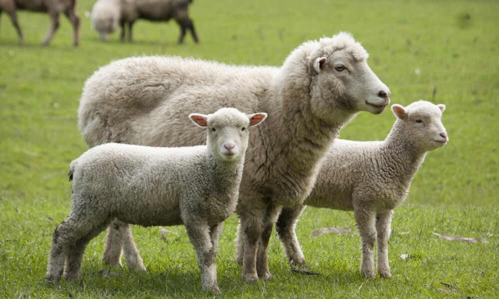 ANSVSA instituie carantină de 30 de zile pentru ovine și caprine
