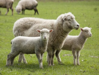 ANSVSA instituie carantină de 30 de zile pentru ovine și caprine