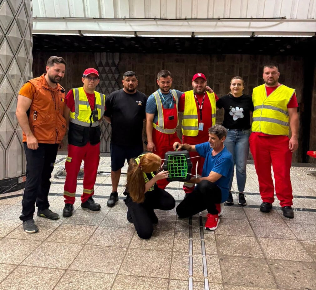 VIDEO Pisica, tunelul și angajații Metrorex. După 5 zile, s-a găsit felina ascunsă în tunelul metroului la Politehnica