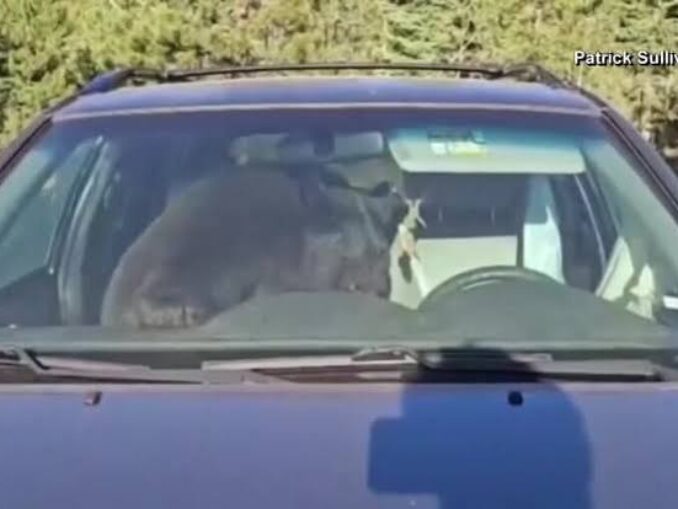 VIDEO O ursoaică s-a încuiat într-o mașină în Colorado și a claxonat ore în șir spre disperarea oamenilor