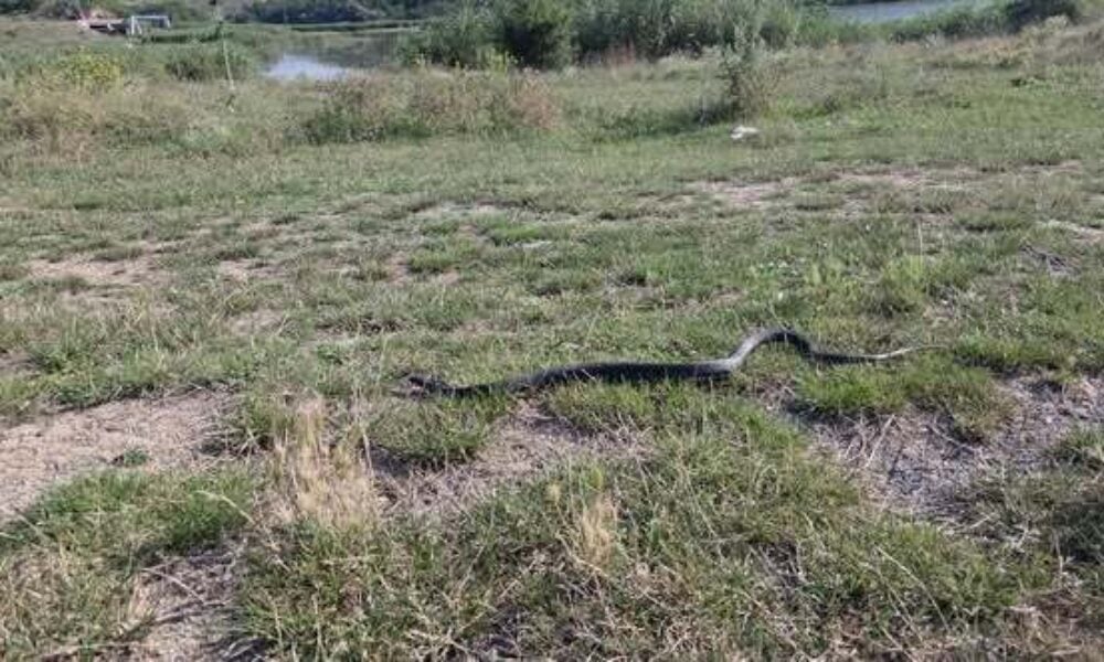 Șarpe, observat pe plaja din Venus, printre şezlonguri. Jandarmii, chemați să intervină – VIDEO