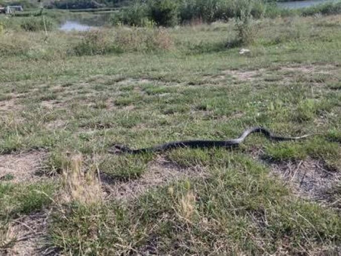 Șarpe, observat pe plaja din Venus, printre şezlonguri. Jandarmii, chemați să intervină – VIDEO