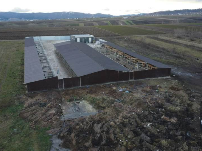 „Auschwitz-ul câinilor” din Suceava. Medic veterinar, inculpat pentru uciderea ilegală a 662 de animale