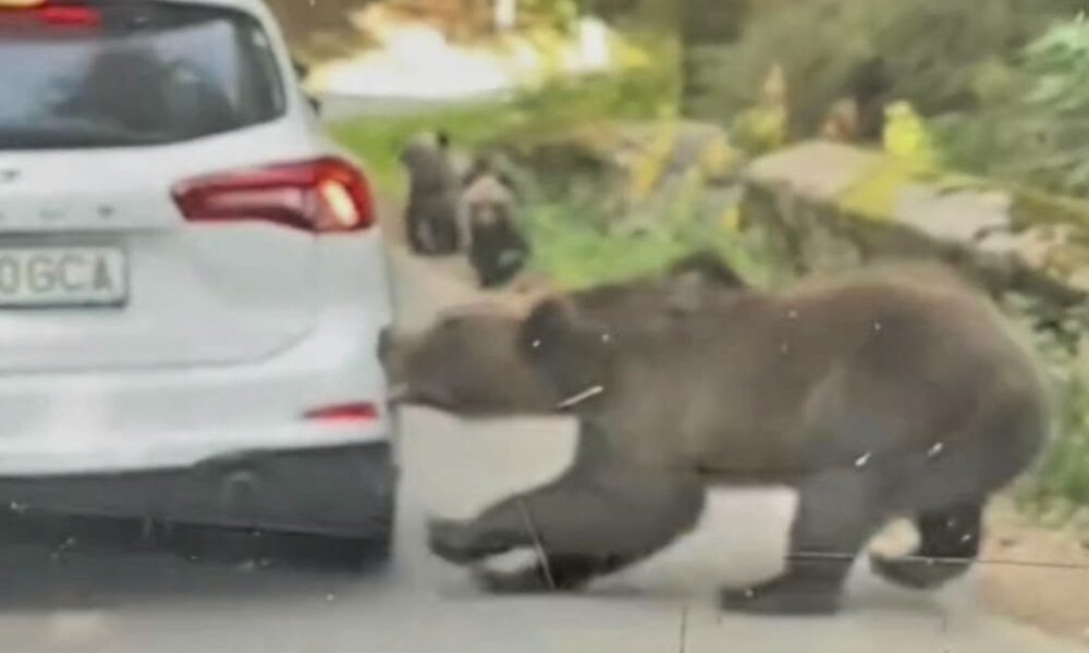 Imagini virale cu o ursoaică în timp ce smulge cu colții bara unei mașini, pe Transfăgărășan VIDEO