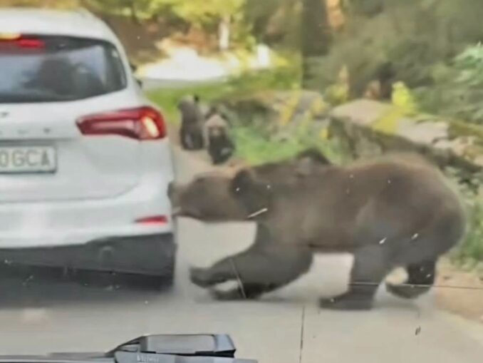 Imagini virale cu o ursoaică în timp ce smulge cu colții bara unei mașini, pe Transfăgărășan VIDEO