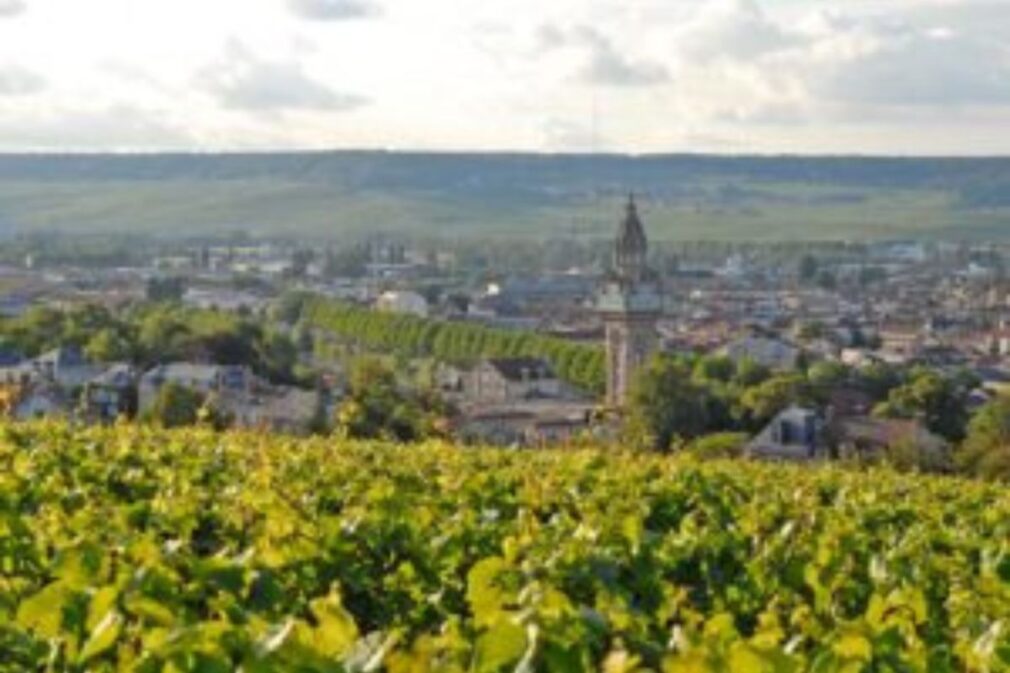 Criza climatică lovește în Champagne. Viticultorii francezi recurg la recoltarea timpurie pentru a salva producția