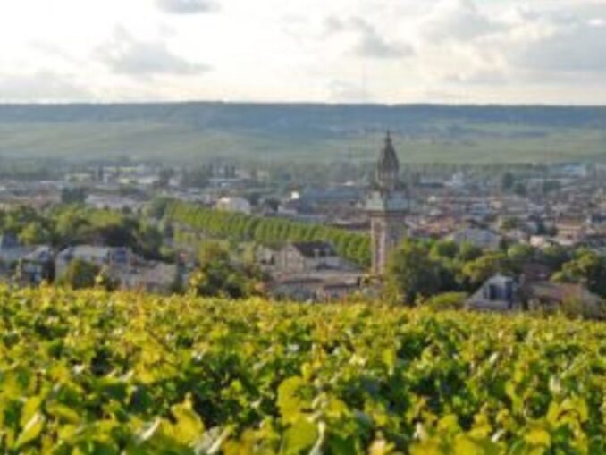 Criza climatică lovește în Champagne. Viticultorii francezi recurg la recoltarea timpurie pentru a salva producția