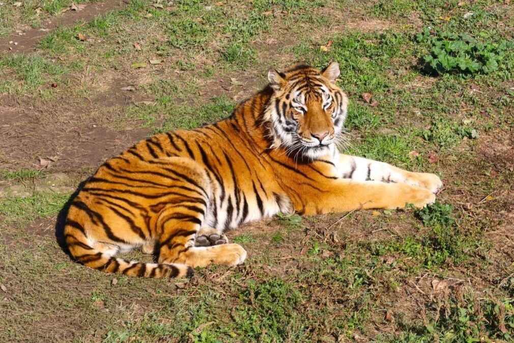 VIDEO Grădină zoologică ilegală, închisă în Dâmbovița. Pui de tigru mort, ascuns într-o ladă frigorifică