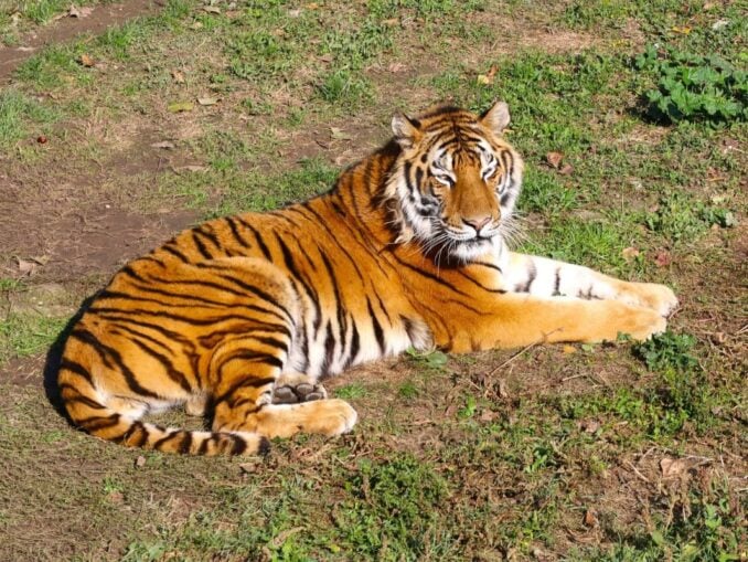 VIDEO Grădină zoologică ilegală, închisă în Dâmbovița. Pui de tigru mort, ascuns într-o ladă frigorifică