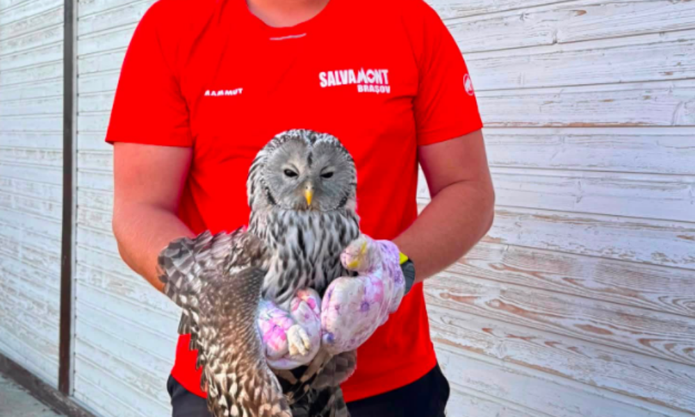Un pui de huhurez salvat de Salvamont Brașov. Sfaturi pentru „salvatorii” de ocazie: atenție, să nu faceți mai mult rău