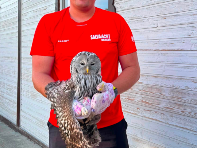 Un pui de huhurez salvat de Salvamont Brașov. Sfaturi pentru „salvatorii” de ocazie: atenție, să nu faceți mai mult rău