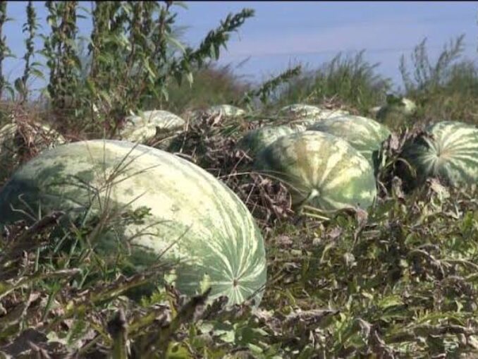 Fermierii din Dolj abandonează pepenii pe câmpuri din cauza prăbușirii prețurilor