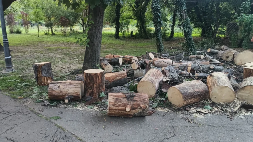 România, în zodia drujbei: Aproape o mie de dosare pentru infracțiuni silvice pe lună