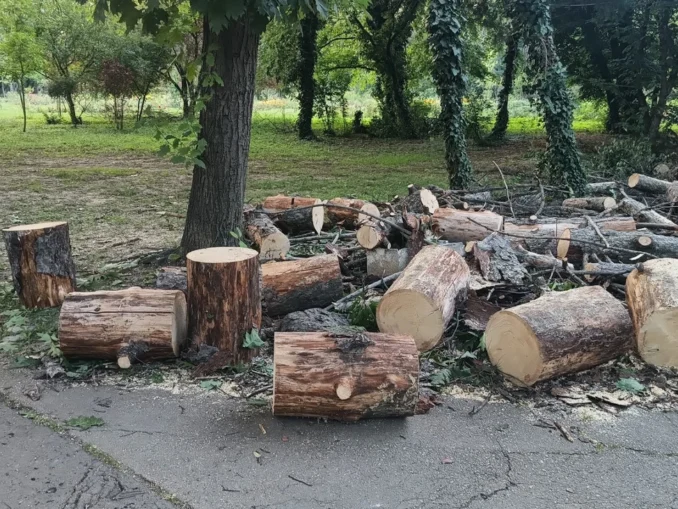 România, în zodia drujbei: Aproape o mie de dosare pentru infracțiuni silvice pe lună