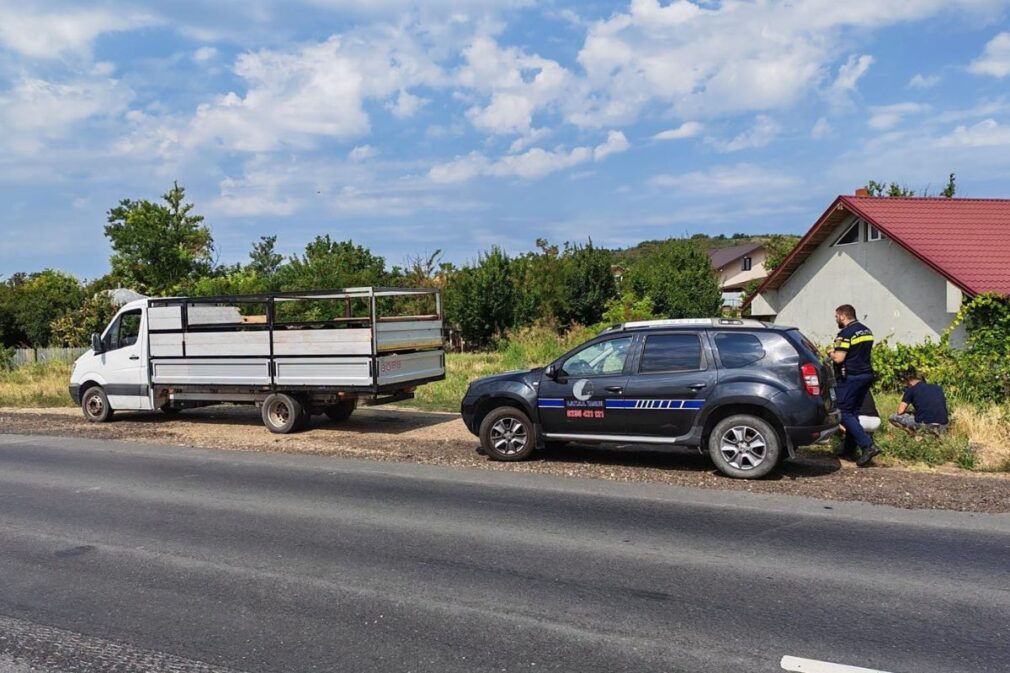 Transport ilegal de ovine interceptat în Vaslui. 50 de animale fără acte, confiscate pentru eutanasiere