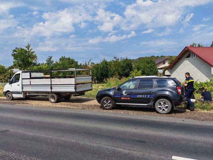 Transport ilegal de ovine interceptat în Vaslui. 50 de animale fără acte, confiscate pentru eutanasiere