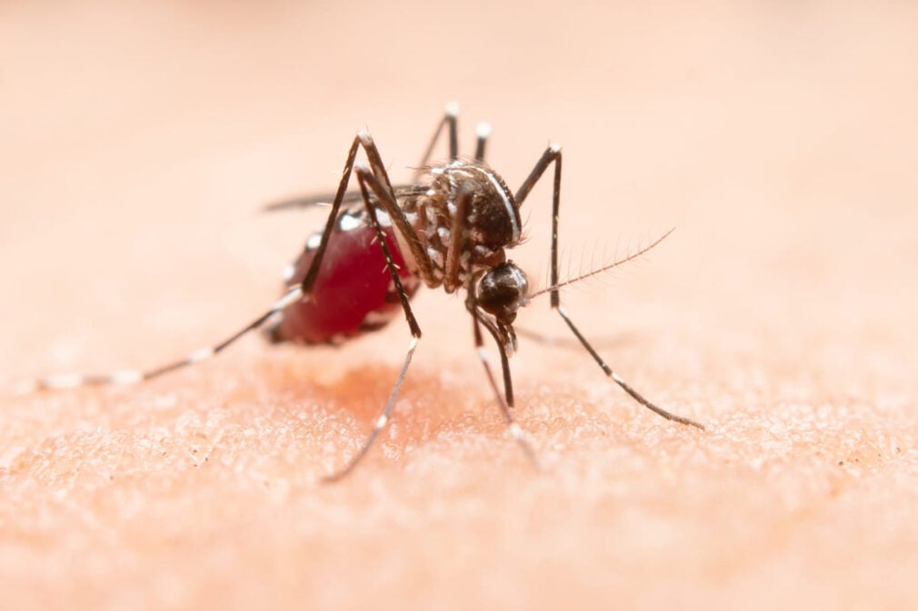 Noul bilanț al infectărilor cu virusul West Nile: 111 cazuri și cinci decese raportate. Județul cu cele mai multe cazuri