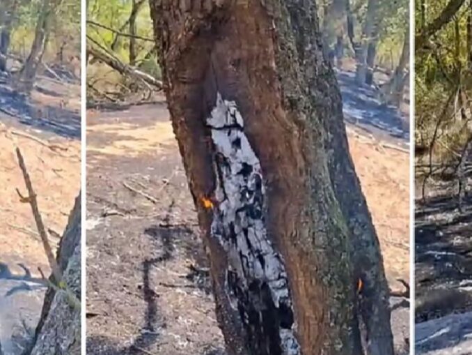 Copacii ard din interior în Parcul Natural Lunca Mureșului: fenomenul a stârnit multe speculații – VIDEO
