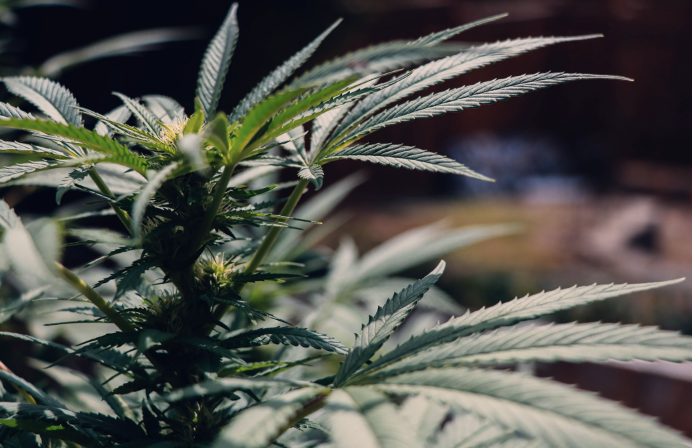 Pericolele neștiute din cannabis. Medic: „Nu mai este ce se ştia în trecut”