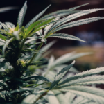 cannabis