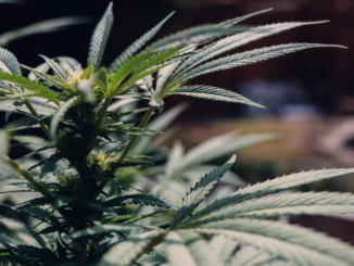 Pericolele neștiute din cannabis. Medic: „Nu mai este ce se ştia în trecut”