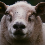 ANSVSA, exporturi ovine, exporturi caprine, Comisia Europeană, pesta micilor rumegătoare, variola ovină și caprină, vaccinare animale