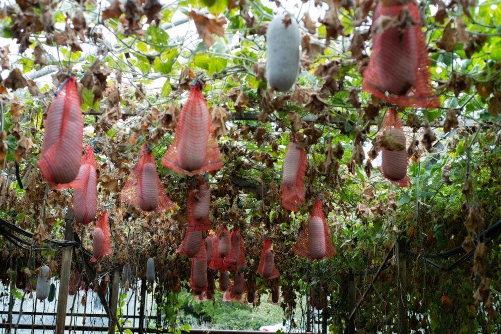 FOTO Pepenele de iarnă, fructul gigant din Africa cultivat la Buzău. Rezistă la îngheț și este sănătos