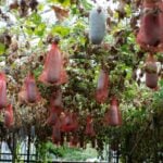 pepenele de iarnă cultivat la Buzău