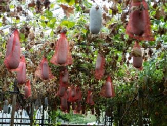 FOTO Pepenele de iarnă, fructul gigant din Africa cultivat la Buzău. Rezistă la îngheț și este sănătos