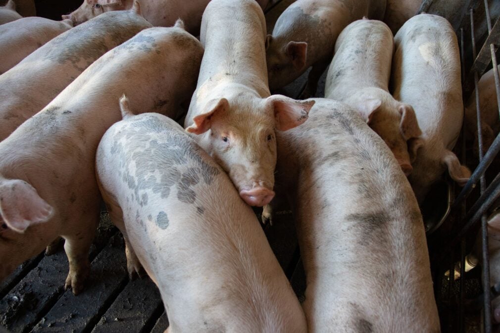 6.000 de porci vor fi sacrificați din cauza unui focar de pestă porcină africană la o fermă din Buzău. Măsurile luate de DSVSA