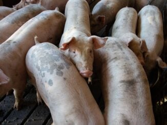6.000 de porci vor fi sacrificați din cauza unui focar de pestă porcină africană la o fermă din Buzău. Măsurile luate de DSVSA