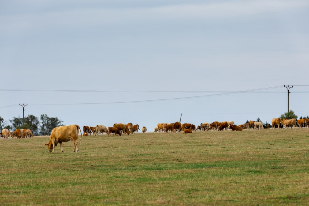 UE aprobă 52 de mil. de euro pentru crescătorii de bovine din România
