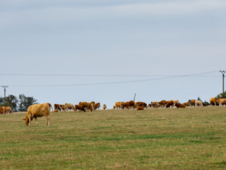 UE aprobă 52 de mil. de euro pentru crescătorii de bovine din România