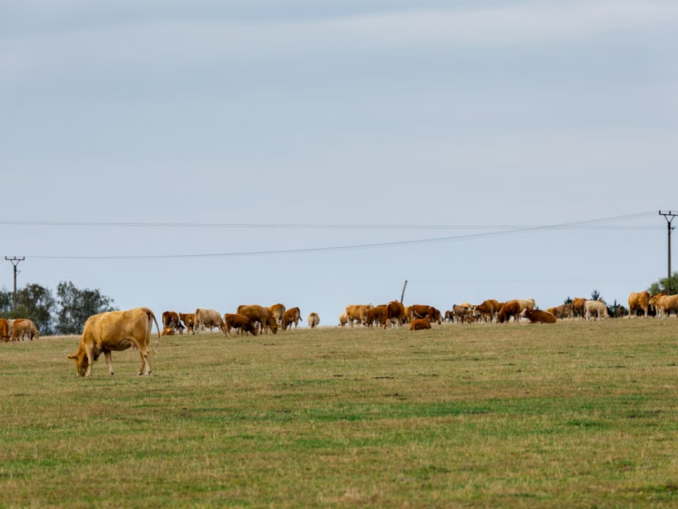 UE aprobă 52 de mil. de euro pentru crescătorii de bovine din România