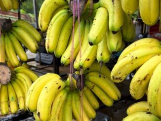 Bananele s-ar putea scumpi în 2027. De ce cresc costurile, potrivit directorului Chiquita