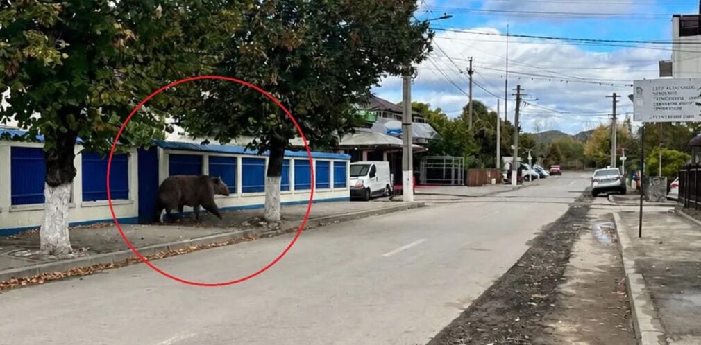 Poza creată cu AI, în care apare un urs cu cinci picioare, a mobilizat jandarmii din Câmpina. Oamenii au primit și mesaje RO-Alert